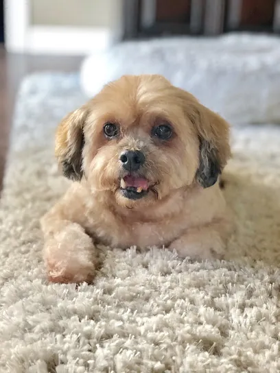 Sandy Paws Mobile Pet Spa — photo from their website
