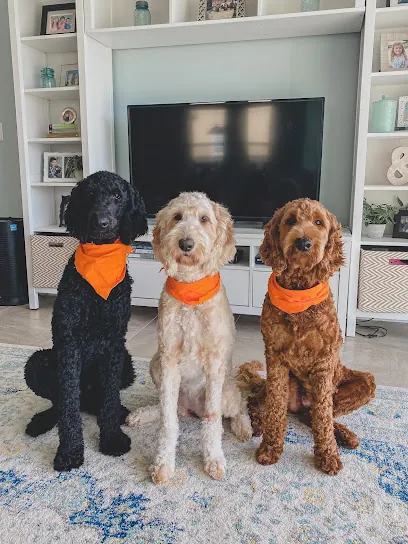 Wag With Swag Mobile Grooming — photo from their website