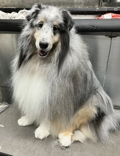 Happy Tails Mobile Dog Groom — photo from their website