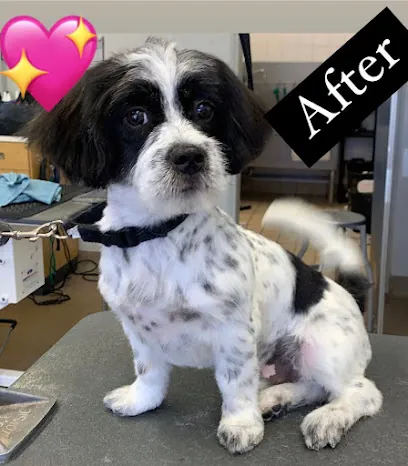 Doggie Dog World Grooming- Mobile — photo from their website