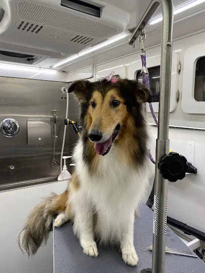 Super Dog Mobile Grooming — photo from their website