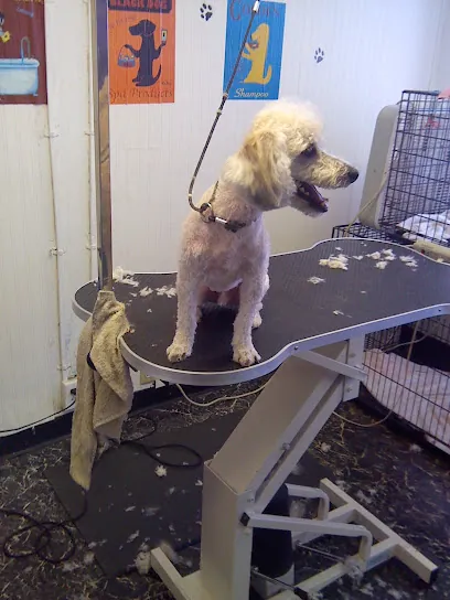 Sparklin' Cuts Mobile Dog Grooming — photo from their website