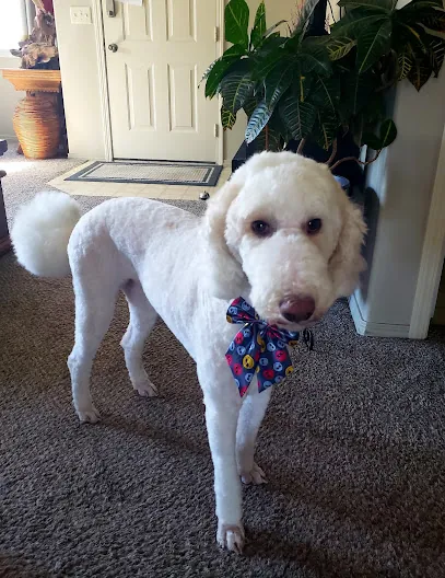 Paradise Paws Mobile Dog Groomer — photo from their website