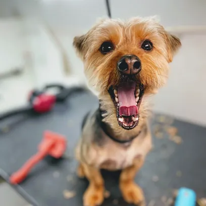 The Soggie Doggie & Company Mobile Pet Grooming — photo from their website
