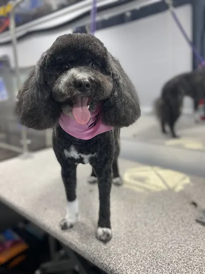Groombar Mobile Pet Grooming | El Dorado Hills — photo from their website