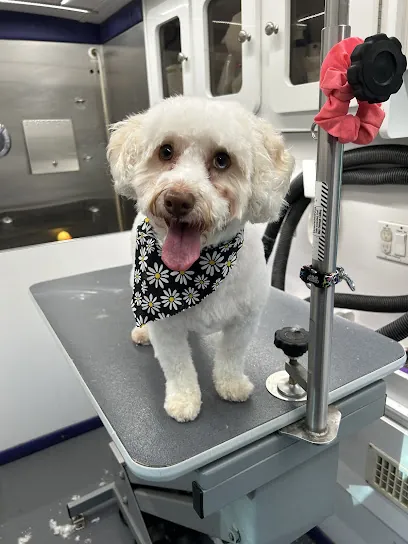Dogfather Mobile Grooming — photo from their website