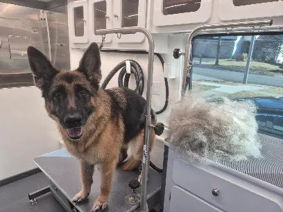 Mama's Mobile Grooming — photo from their website