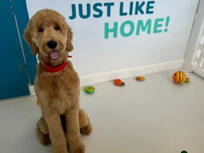 Pawradise Pet Grooming Salon And Mobile — photo from their website