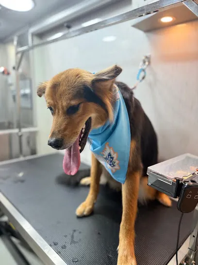 Soul Paws Mobile Grooming — photo from their website