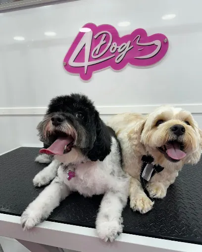 4Dogs Pet Mobile Grooming — photo from their website