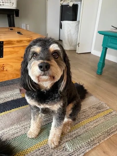 All About Pups Mobile Grooming — photo from their website