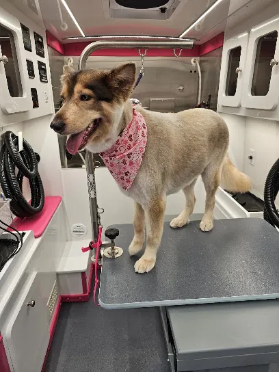 Puggin Fantastic Mobile Grooming — photo from their website