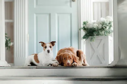 Hound and Home House Call Grooming — photo from their website