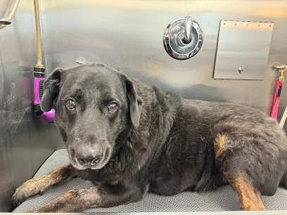 Lili's Mobile Pet Grooming — photo from their website