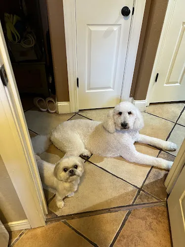 Fancy Dog TX Mobile Pet Grooming — photo from Google Maps