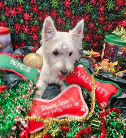 Dirty Hairy Mobile Dog Grooming Spa LLC — photo from their website