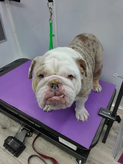 Smelly Paws Mobile Grooming — photo from their website