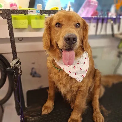 Pixie's Mobile Grooming LLC — photo from their website