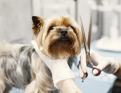 Anaheim Hills Mobile Dog Groomers — business logo from Google