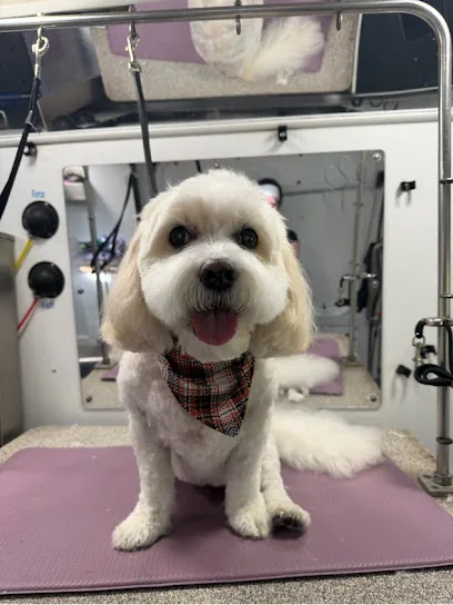 Lavender Paws Mobile Spa — photo from their website