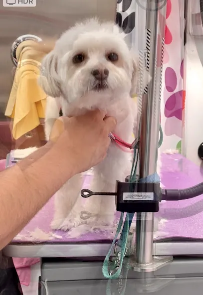 Park Slope Bubbles Mobile Dog Salon — photo from their website
