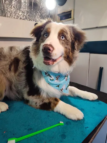 Mobile Grooming — photo from their website