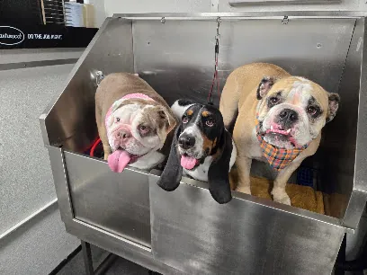 Purrfect Paws Mobile Grooming — photo from their website