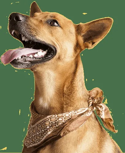 Mobile Pet Grooming — photo from their website