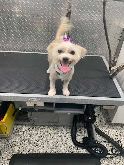 Hialeah Mobile Dog Grooming — photo from their website