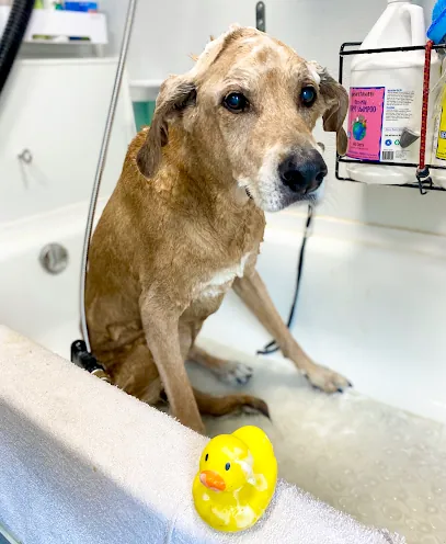 BUBBLES N' PAWS MOBILE DOG GROOMING ORLANDO — photo from their website