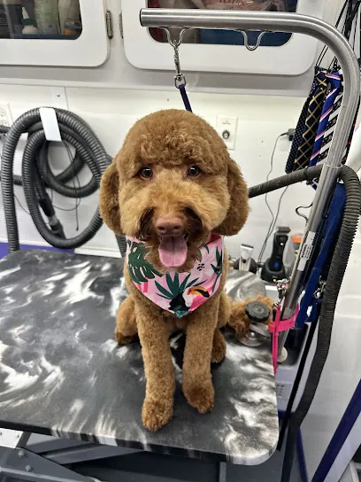 Modern Mobile Dog Spa — photo from their website