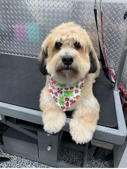 Nina's Mobile Pet Grooming Aventura — photo from their website