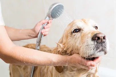 Royal Mobile Pet Grooming Davie — photo from their website