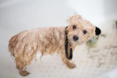 🐶Lexington Mobile Pet Groomer — photo from their website