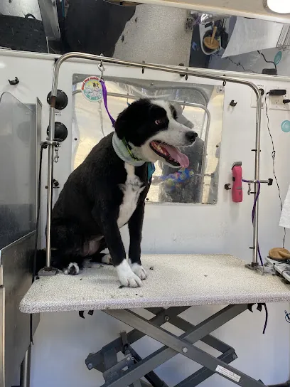 Good Dog Mobile Grooming — photo from their website