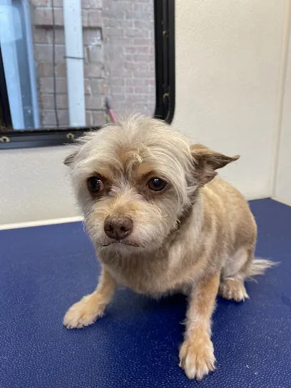 Wash N Waggin’ Mobile Pet Grooming — photo from their website