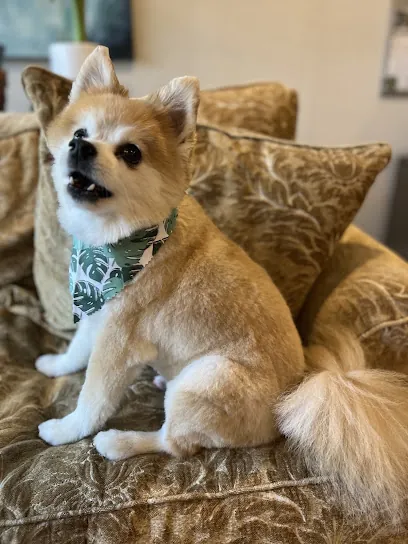 Wag N Wheels Mobile Pet Spa — photo from their website