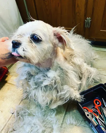 Brandy's In Home Dog Grooming — photo from their website