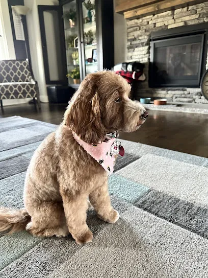 Spaportunities Mobile Pet Grooming — photo from their website