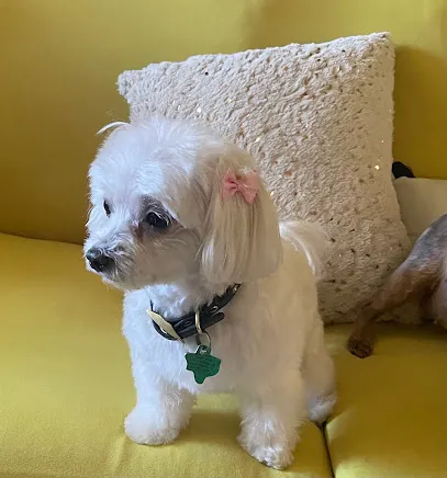 Comfort Styles Mobile Grooming LLC — photo from their website