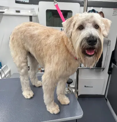 DapperTails Mobile Pet Grooming of Chandler — photo from their website