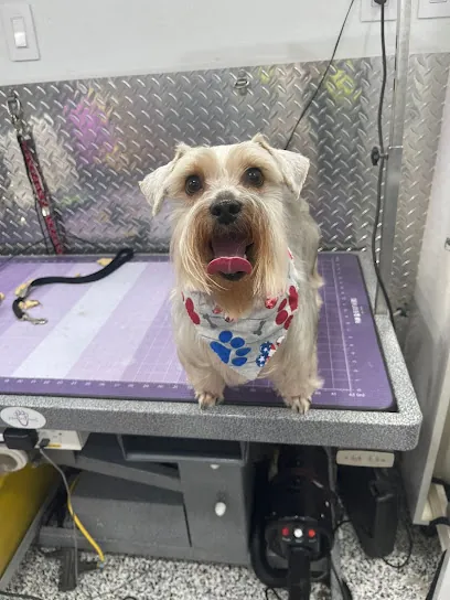 Brush Me Mobile Pet Grooming — photo from their website