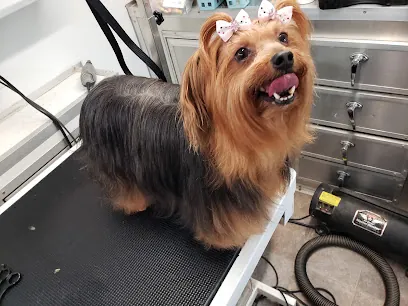 Sittin Pretty Mobile Dog Grooming — photo from their website