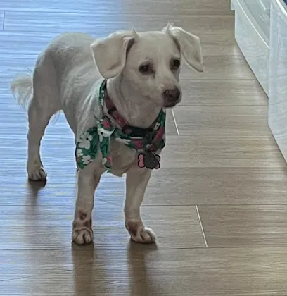 Puppy Palace Mobile Grooming Indian River County — photo from their website