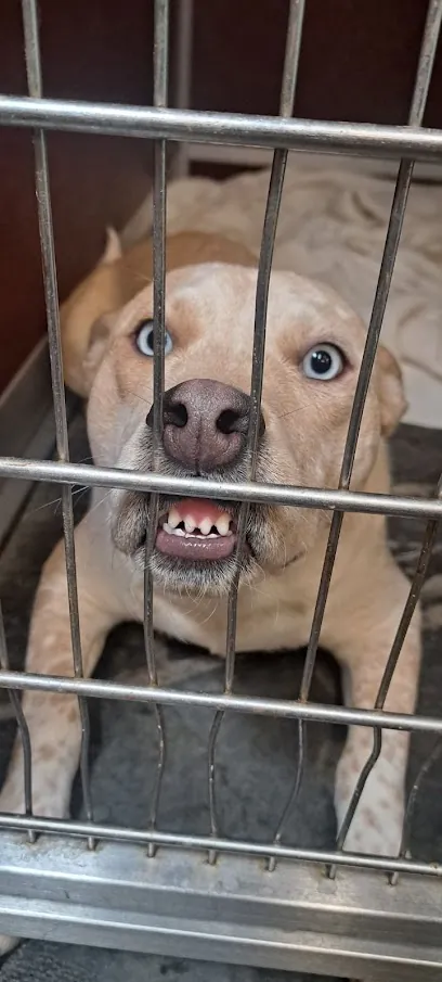 Mobile Pet Assistance & Counseling — photo from their website