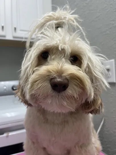 Jennifer’s house call dog grooming — photo from their website