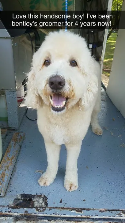 Hello Doggie Mobile Grooming Salon — photo from their website