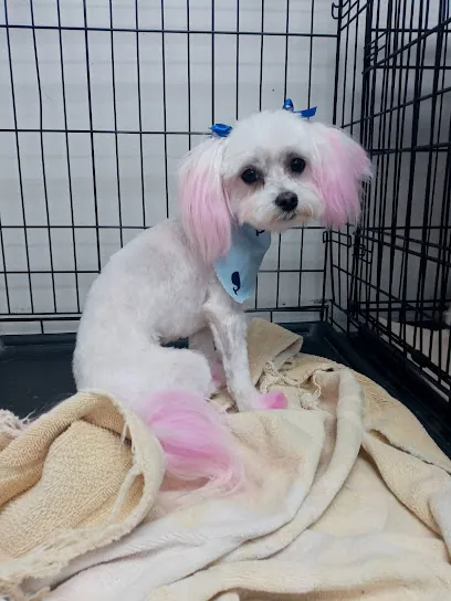 Central Bark mobile groomer — photo from their website