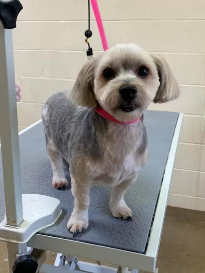 Scruffy To Fluffy LLC — photo from their website
