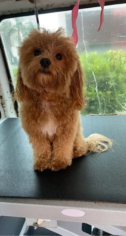 South Bay SD Mobile Pet Spa — photo from their website